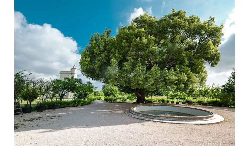 Delizie Reali Giardino Torre