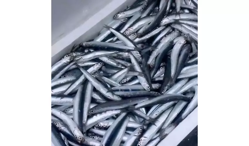 Pescheria Friggitoria del Corso