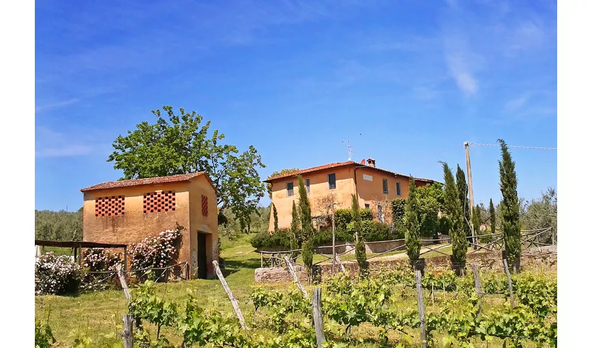 Petrolo