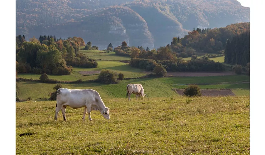 Agriturismo Zecchinati