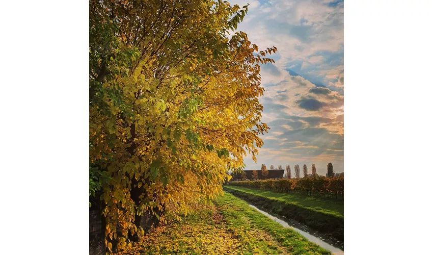 Le Vigne Morosina