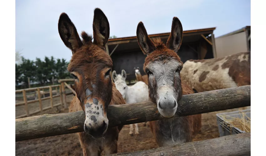 Fattoria degli Animali La Collinara