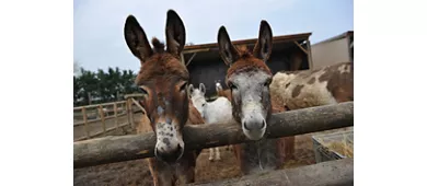 Fattoria degli Animali La Collinara