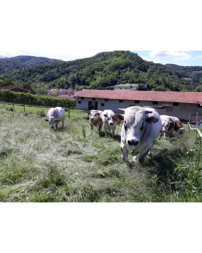 Agriturismo Azienda Agricola Antica Cascina Costa