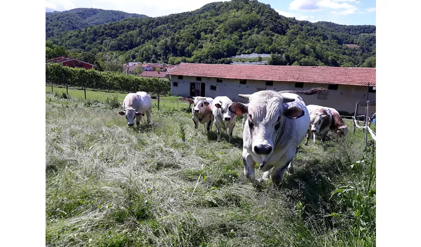 Agriturismo Azienda Agricola Antica Cascina Costa