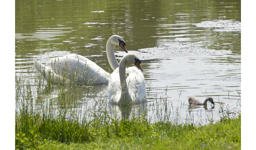 Ristoro Cascina Riazzolo