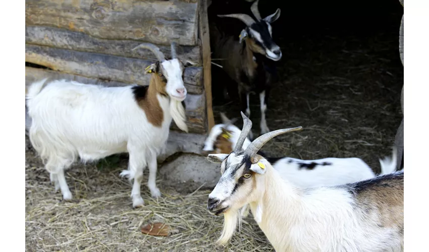 Ristoro Cascina Riazzolo