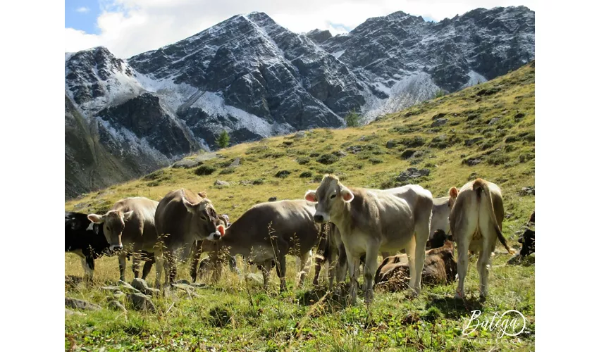 Butéga Valtellina
