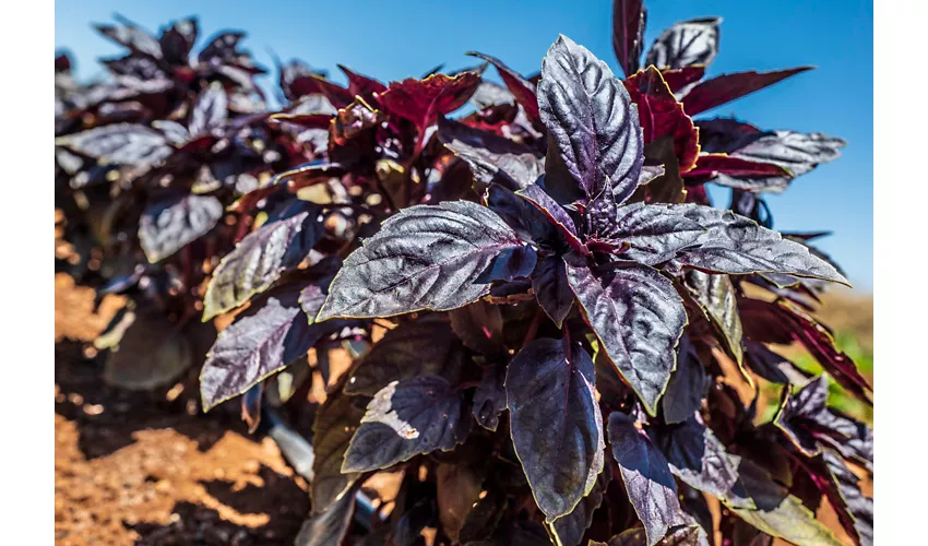 Agriturismo Masseria Le Creste
