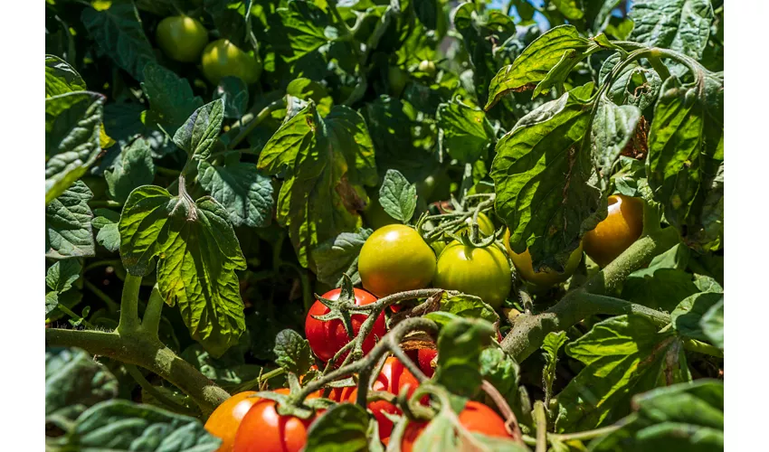 Agriturismo Masseria Le Creste