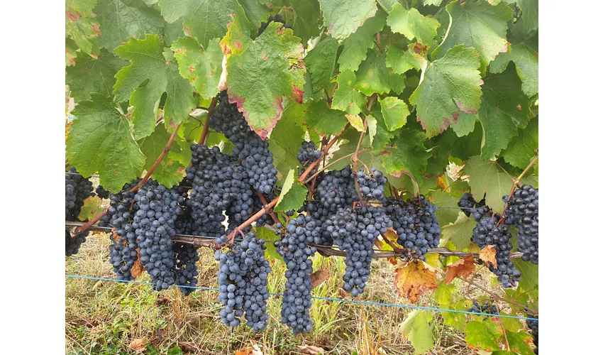 La Rocchetta di Mondondone - Azienda Vitivinicola con Agriturismo