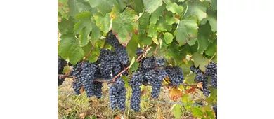 La Rocchetta di Mondondone - Azienda Vitivinicola con Agriturismo
