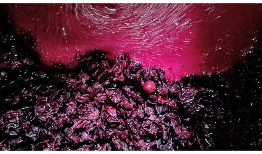 La Rocchetta di Mondondone - Azienda Vitivinicola con Agriturismo