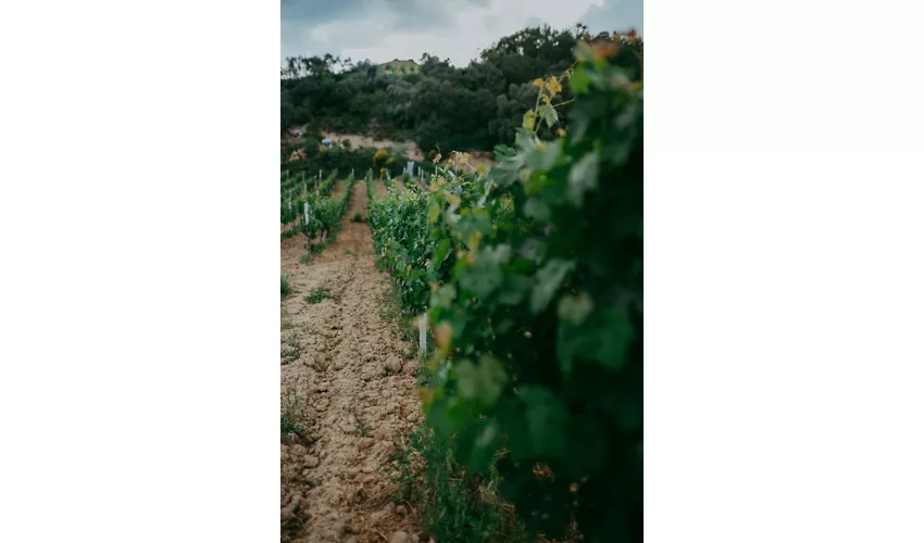 Cantine De Biase