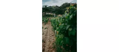 Cantine De Biase