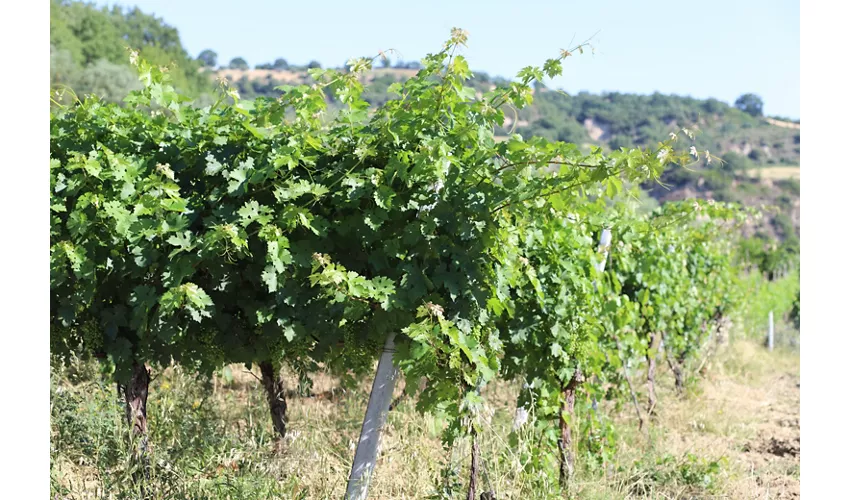 Cantine De Biase