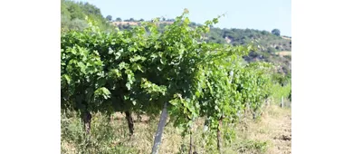 Cantine De Biase