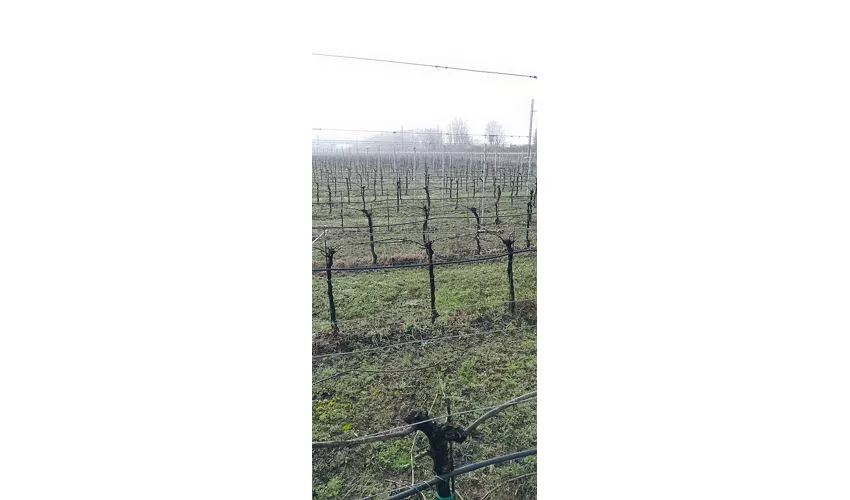 Perché Vini