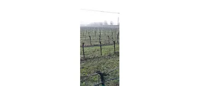 Perché Vini