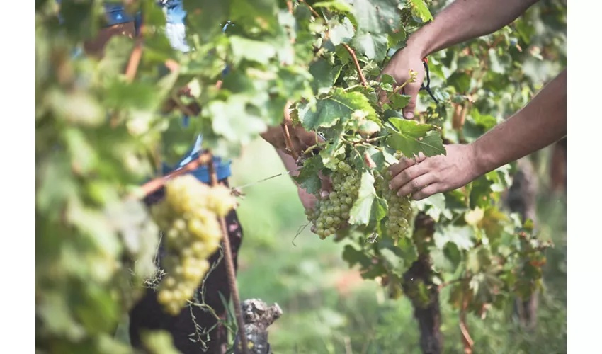 Montina Franciacorta