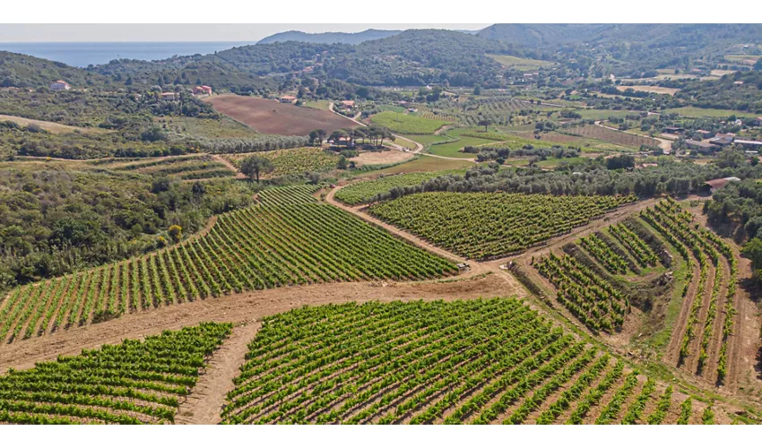 Azienda Agricola Montefabbrello