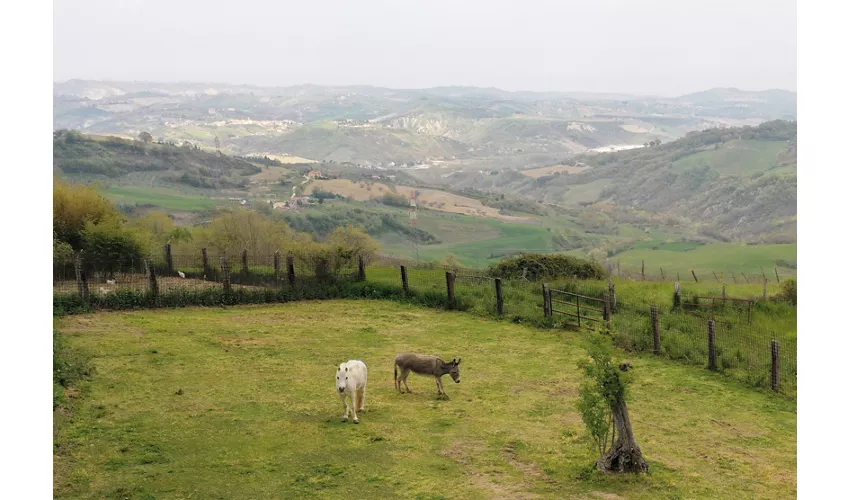 Azienda Agrituristica Colle San Giorgio