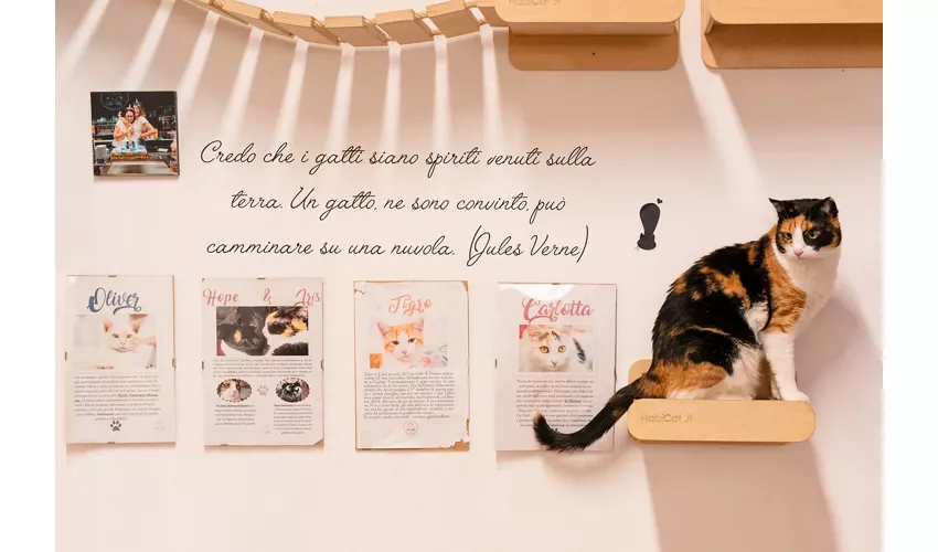 Cat Cafè di Chry