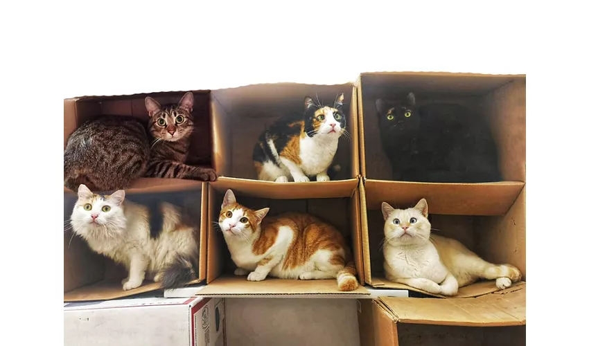 Cat Cafè di Chry