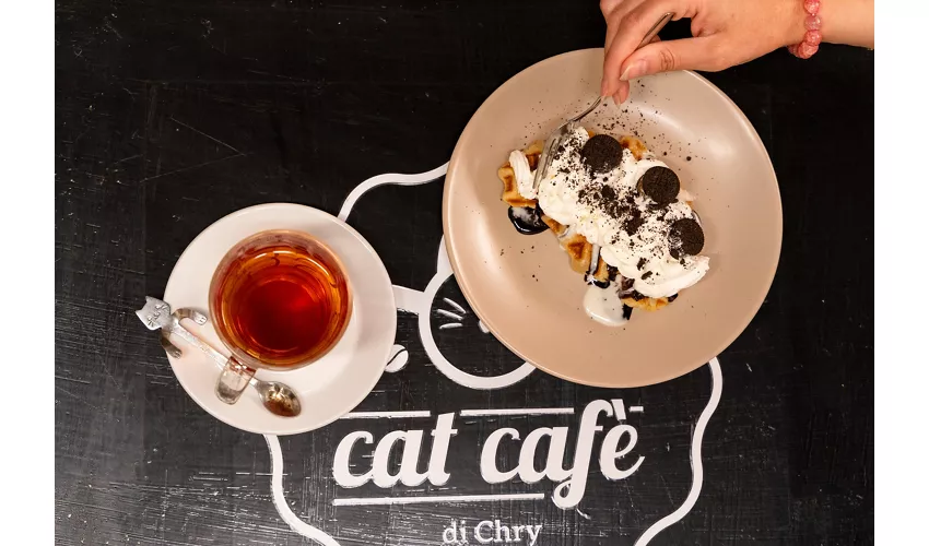 Cat Cafè di Chry