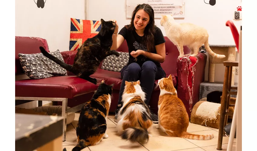 Cat Cafè di Chry