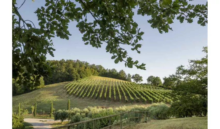 Agriturismo Tenuta la Torraccia