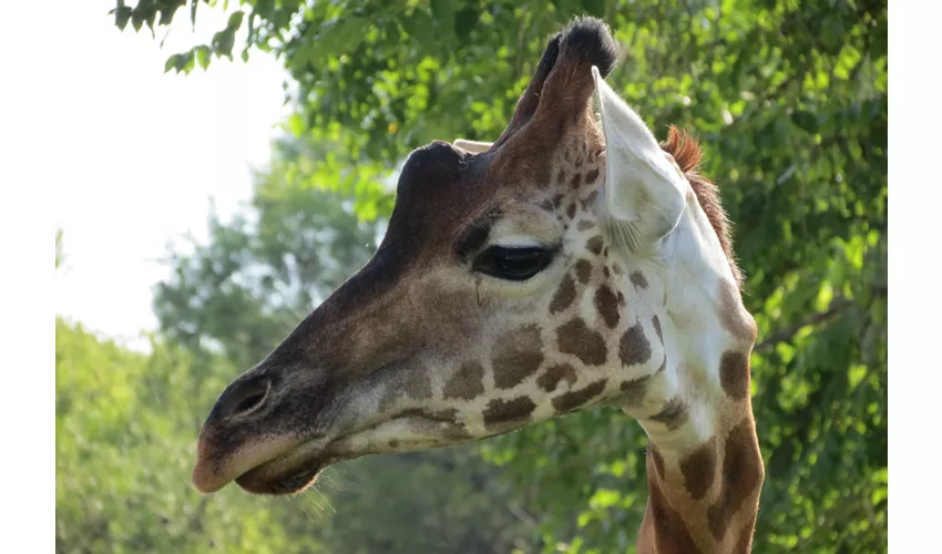 Parco Zoo Punta Verde