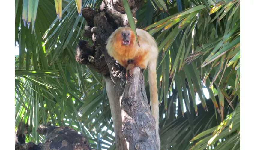 Parco Zoo Punta Verde