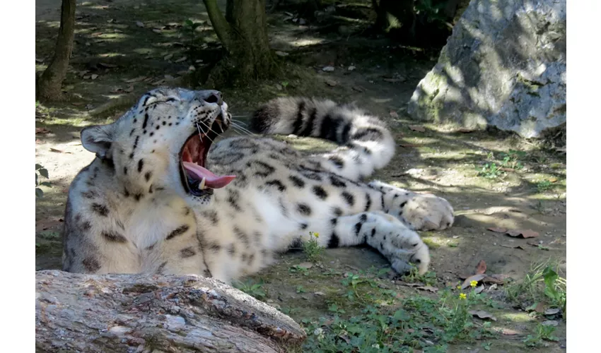 Parco Zoo Punta Verde