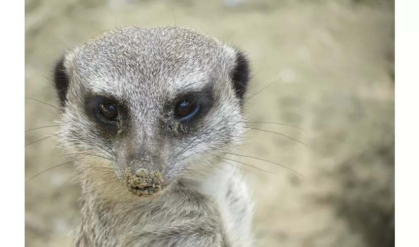 Parco Zoo Punta Verde