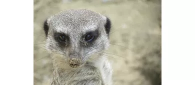 Parco Zoo Punta Verde