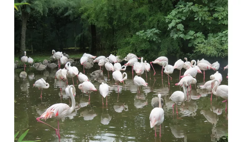 Parco Zoo Punta Verde