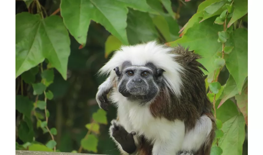Parco Zoo Punta Verde
