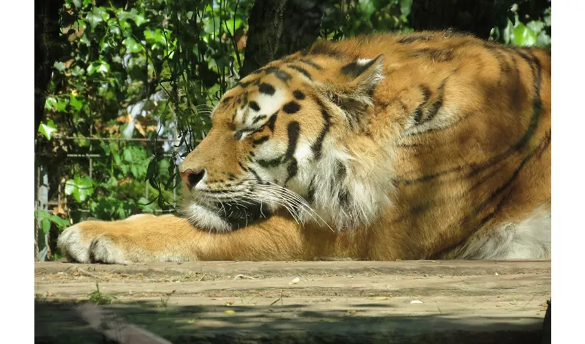 Parco Zoo Punta Verde