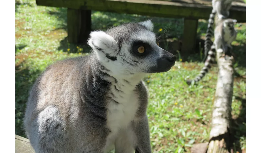 Parco Zoo Punta Verde