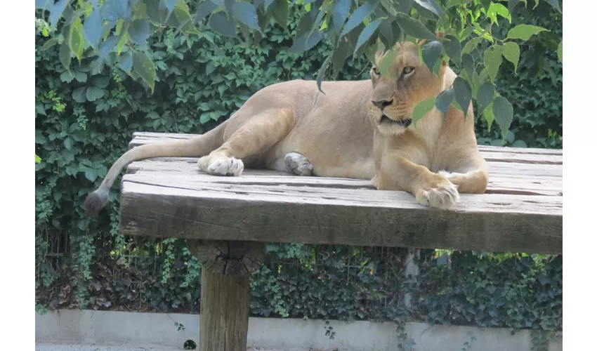 Parco Zoo Punta Verde