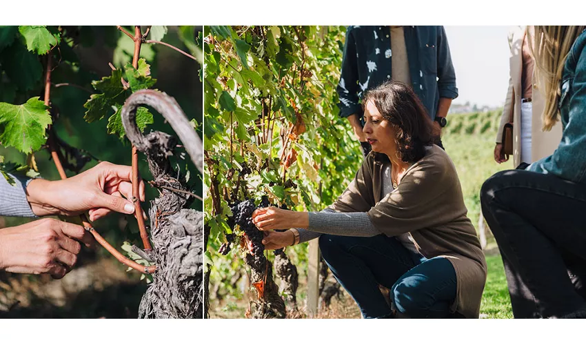 il Bosco delle Galline Volanti