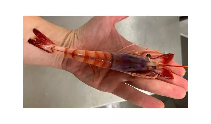 La Cambusa ristorante specialità di mare Alassio