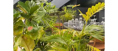 Cheers/racketbar