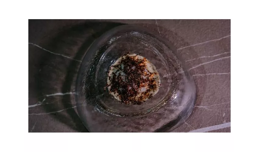 Madame Salotto Urbano