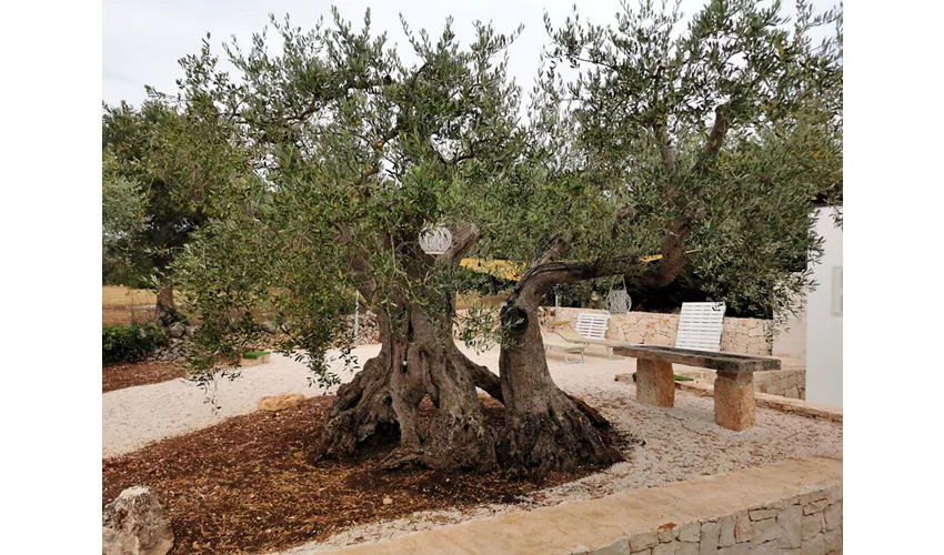 Unique Trullo