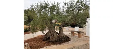 Unique Trullo
