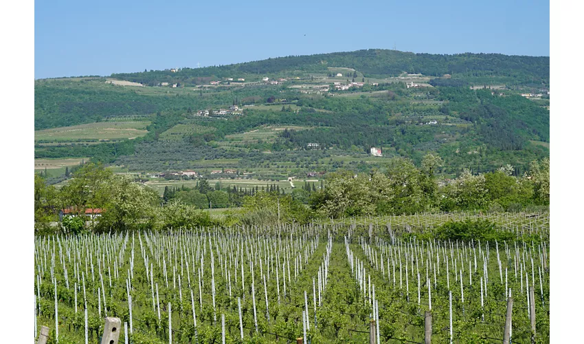 🍷Azienda Agricola Valentina Cubi - Cantina & Agriturismo