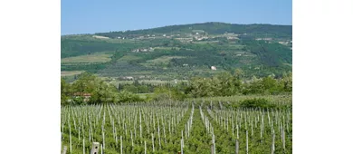 🍷Azienda Agricola Valentina Cubi - Cantina & Agriturismo