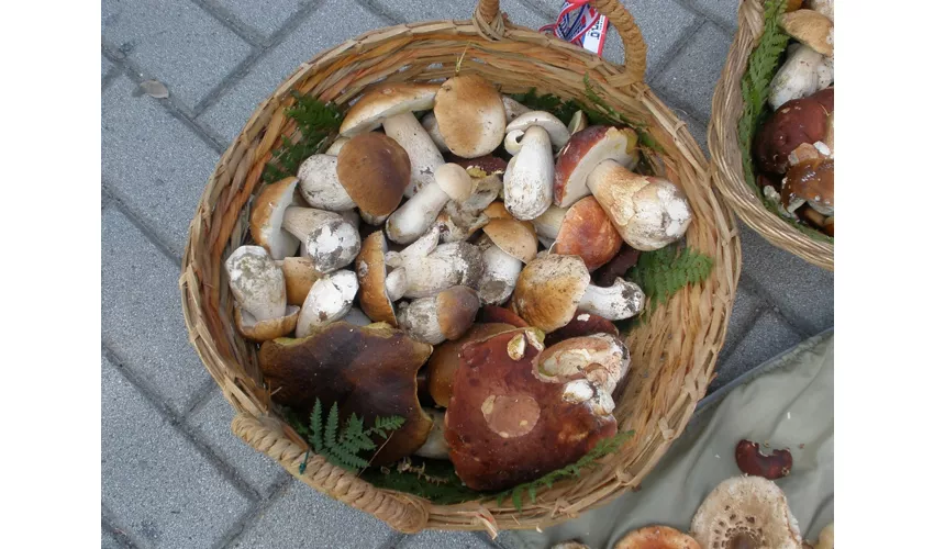 Agriturismo "Il cielo di Strela" di Mario Marini - Azienda agricola biologica